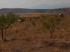 Goemuergen_02.08.2014_0025