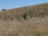 Goemuergen_02.08.2014_0082